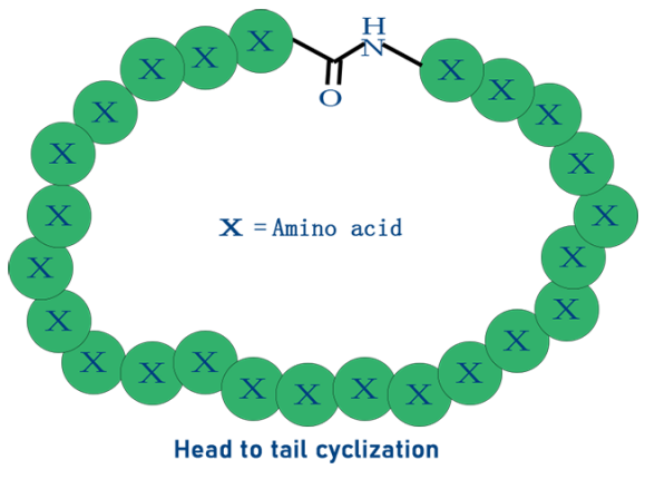 環化的多肽，酰胺鍵-多肽首尾成環