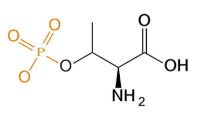 O-Phospho-L-Threonine 磷酸化蘇氨酸 pThr