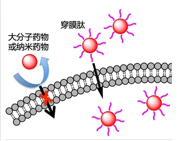 細胞穿透肽（cell penetrating peptides，CPPs）