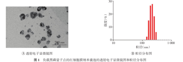 紅細(xì)胞膜負(fù)載黑磷量子點(diǎn)