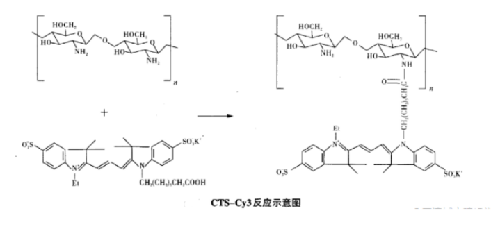 殼聚糖偶聯(lián)Cy3熒光染料（CTS-Cy3）