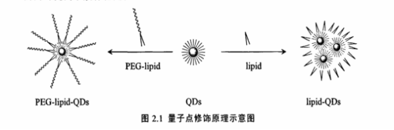 PEG-DPPE修飾CdSe/ZnS量子點