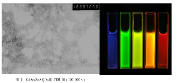 CdTe/CdS核/殼量子點(diǎn)