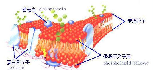 DSPE-PEG-alginate